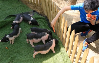 What Would You Do If Guinea Pig Gets Heatstroke